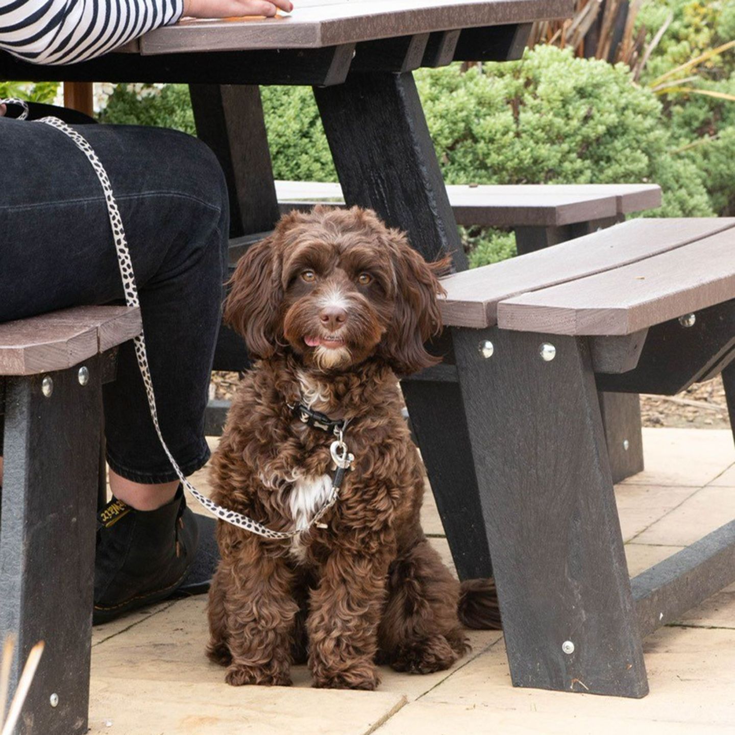 Your local dog friendly pub in Hutton Meadows